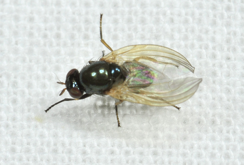 Dittero dalle strane ali: Calliopum sp. (Lauxaniidae)